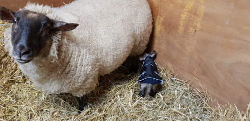 Why do horses get coats and cows don't?