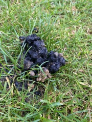 What on earth is this?