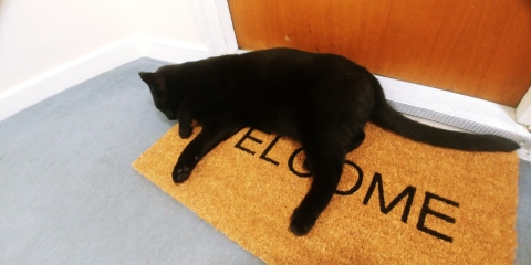 National Black Cat Day today, 27th October.