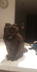 National Black Cat Day today, 27th October.