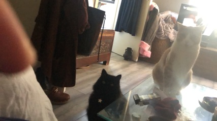 The Very Eventful Lives of the Excellent Cats