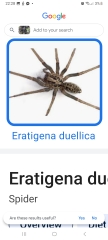 Can someone tell me what kind of spider this is? Warning photo attached! 😨