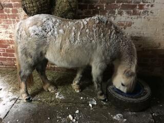 Why do horses get coats and cows don't?