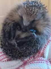 Hedgehog Help!