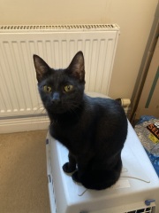 National Black Cat Day today, 27th October.