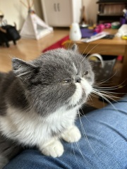 Magnificent whiskers