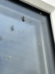 Just wanted to show off this bad boy (don't look if you don't like spiders)