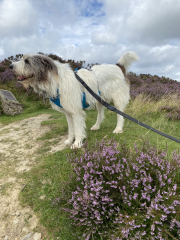 Romanian rescues anyone?