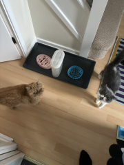 Potential new inmate at Toddler Towers.