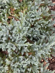 Evergreen id