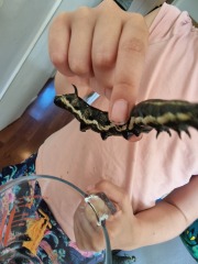 What is this beast?