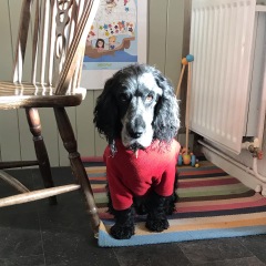 Does my dog need a mud suit