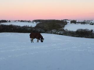 Why do horses get coats and cows don't?