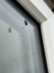 Just wanted to show off this bad boy (don't look if you don't like spiders)