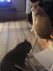 Further Adventures of the Excellent Cats