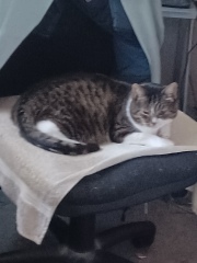Further Adventures of the Excellent Cats