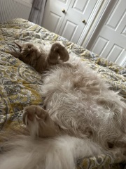 Maine Coon