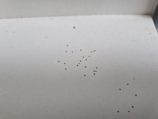 What is chewing teeny holes in my cupboard?