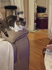 Further Adventures of the Excellent Cats