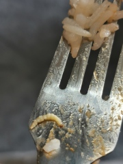 WTF is this in my rice?