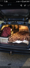 Camping in an SUV