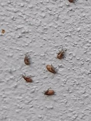 What the hell are these on the exterior of my house ??