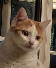 Further Adventures of the Excellent Cats