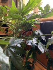 House plant ID