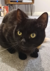 Cat hasn't come home 😢