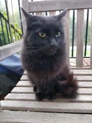National Black Cat Day today, 27th October.