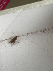 What is this insect in my tea box?