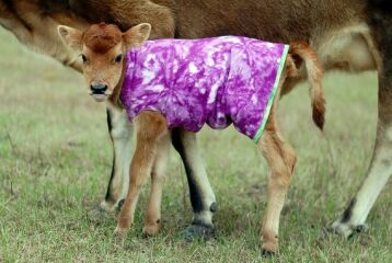 Why do horses get coats and cows don't?