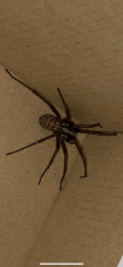 Spider repellent?