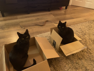 How many cats is too many ?