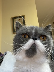 Magnificent whiskers