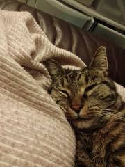 How did you meet your feline overlords?
