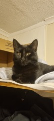 National Black Cat Day today, 27th October.