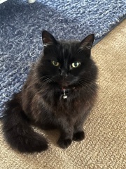 National Black Cat Day today, 27th October.