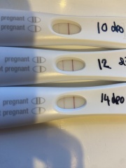 Lines the same as 12dpo at 14dpo