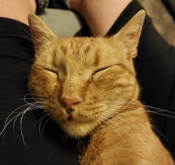 Further Adventures of the Excellent Cats