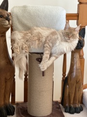 Maine Coon