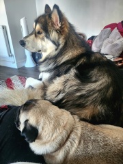 Someone thought my dog was an XL bully