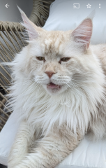 Magnificent whiskers