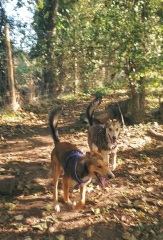 Puppy Survival Thread - for old and new pups