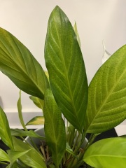 My pale peace lily?