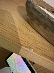 Could my candle have woodworm? Pics attached