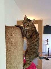 Thug cat part 5 - For he will not do destruction, if he is well-fed, neither will he spit without provocation.