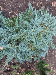 Evergreen id