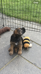 Puppy Survival Thread - for old and new pups