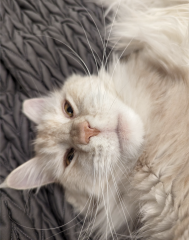 Magnificent whiskers